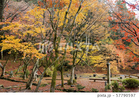 鶏足寺の紅葉 57790597