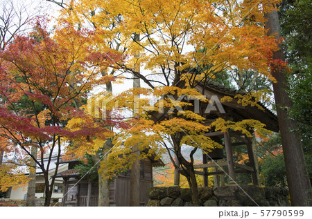 鶏足寺の紅葉 57790599