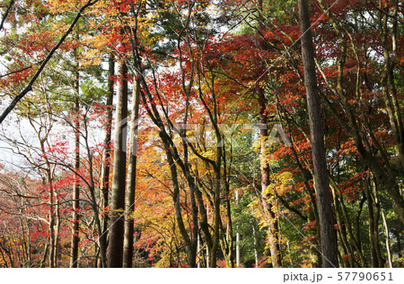 鶏足寺の紅葉 鶏足寺の紅葉 57790651