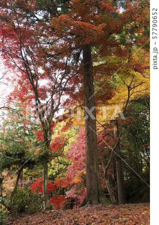 鶏足寺の紅葉 57790652
