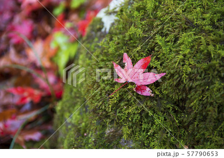 鶏足寺の紅葉 57790653