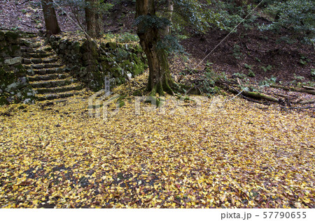 鶏足寺の紅葉 鶏足寺の紅葉 57790655