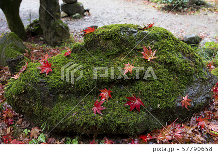 鶏足寺の紅葉 57790658