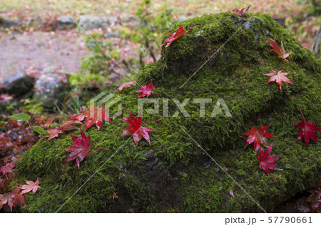 鶏足寺の紅葉 鶏足寺の紅葉 57790661