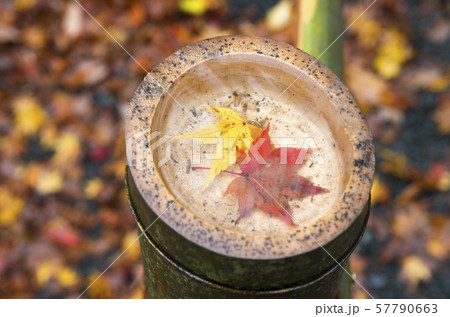 鶏足寺の紅葉 57790663
