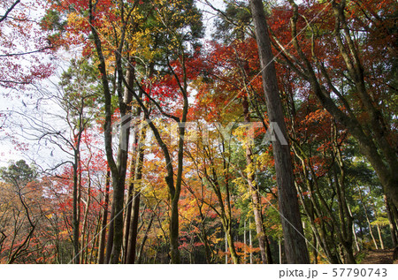 鶏足寺の紅葉 鶏足寺の紅葉 57790743