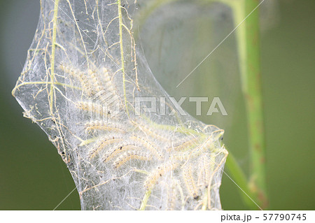 桑の葉を食べ尽くした毛虫 網を張る 害虫 幼虫の写真素材