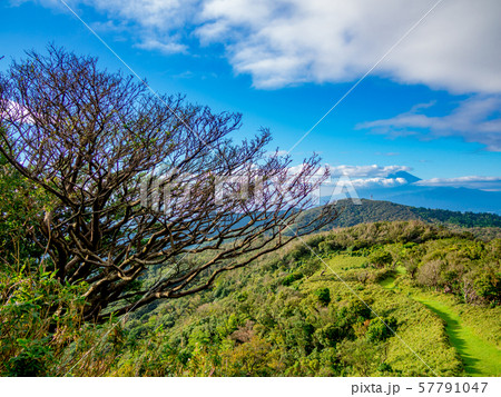 【静岡県伊豆半島】夏の高原風景【伊豆山稜線歩道・だるま山周辺】 【静岡県伊豆半島】夏の高原風景【伊豆山稜線歩道・だるま山周辺】 57791047