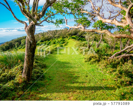 【静岡県伊豆半島】夏の高原風景【伊豆山稜線歩道・だるま山周辺】 57791089