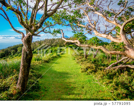 【静岡県伊豆半島】夏の高原風景【伊豆山稜線歩道・だるま山周辺】 57791095