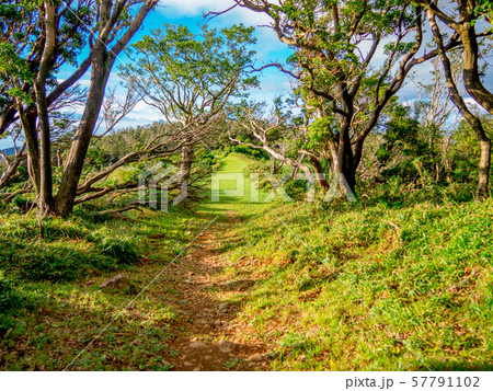 【静岡県伊豆半島】夏の高原風景【伊豆山稜線歩道・だるま山周辺】 【静岡県伊豆半島】夏の高原風景【伊豆山稜線歩道・だるま山周辺】 57791102