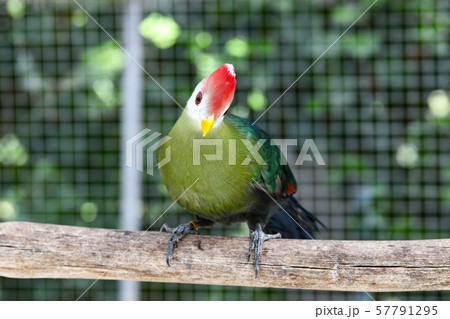 アカガシラエボシドリ 57791295