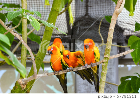 コガネメキシコインコ 57791511