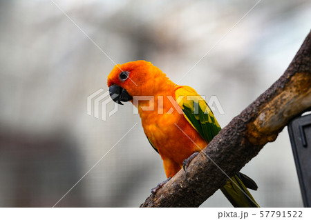 コガネメキシコインコ 57791522