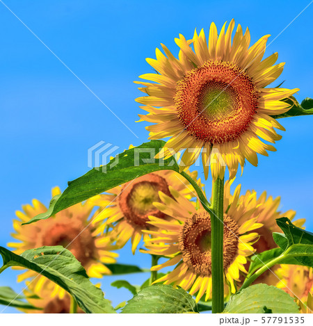 ヒマワリの花　Sunflower  57791535