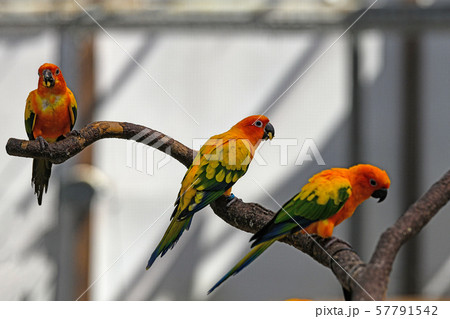 コガネメキシコインコ 57791542