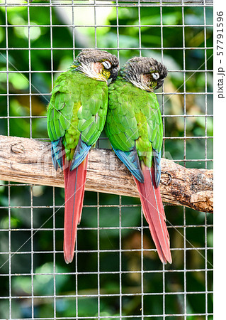 ホオミドリアカオウロコインコ 57791596