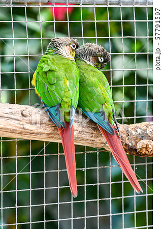 ホオミドリアカオウロコインコ 57791597