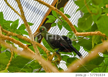 ギニアエボシドリ 57791634