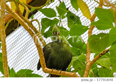 ギニアエボシドリ 57791640