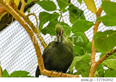 ギニアエボシドリ 57791642