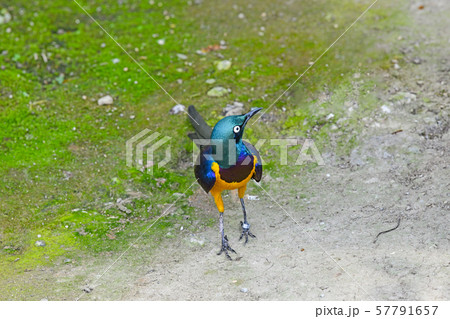 キンムネオナガテリムク キンムネオナガテリムク 57791657