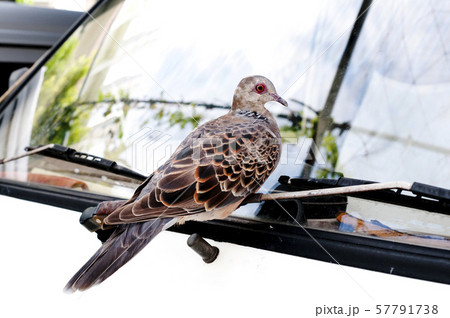 羽を休めるキジバト 57791738