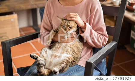 woman hold a fat tabby cat woman hold a fat tabby cat 57791927