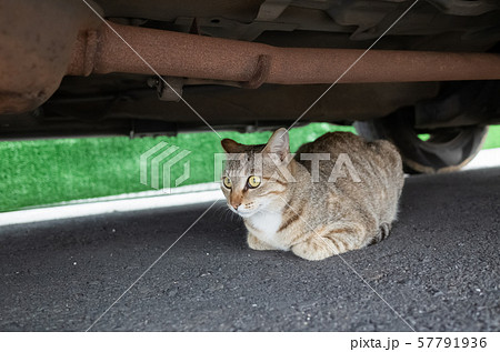stray tabby cat hide under a car 57791936