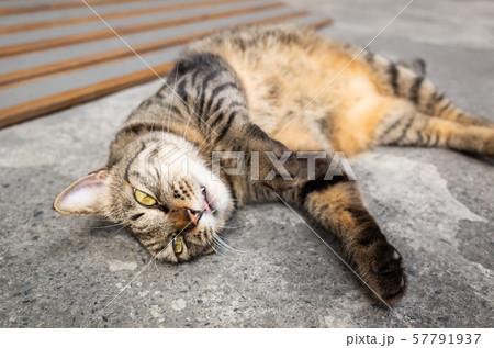 cute fat tabby cat lying on the ground 57791937