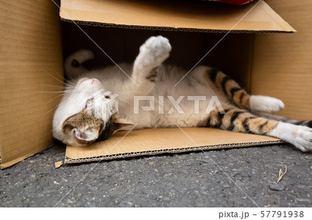 fat stray cat play and sleep in a box 57791938