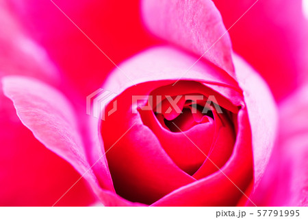 赤いバラの花 赤いバラの花 57791995