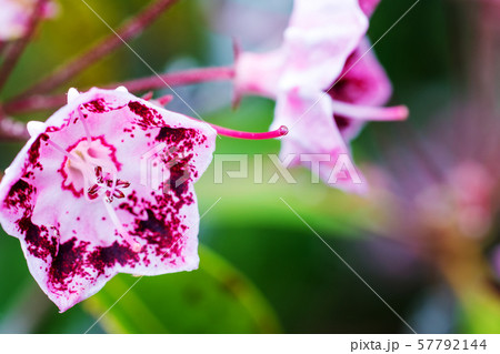 カルミア カルミア 57792144