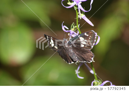 ダイミョウセセリ 57792345