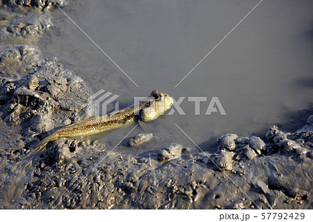 mudskipper or amphibious fish in mangrove forest mudskipper or amphibious fish in mangrove forest 57792429