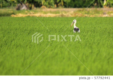 openbill stork in paddy field openbill stork in paddy field 57792441
