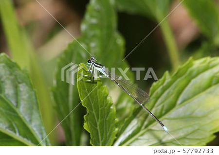 モノサシトンボ 57792733