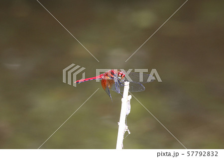 ネキトンボ 57792832