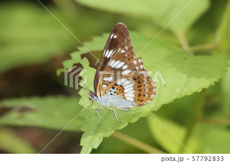 アサマイチモンジ 57792833