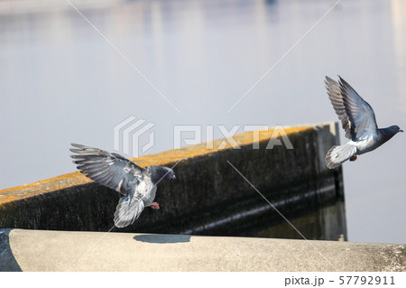 鳩 飛び立つ 鳩 飛び立つ 57792911