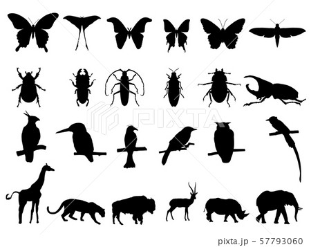 Bird, insect and wildlife vector illustration Bird, insect and wildlife vector illustration 57793060