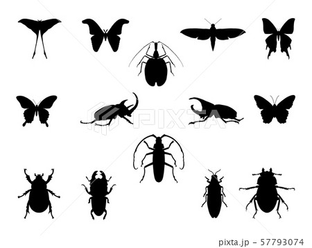Set of insect silouettes isolated on white. 57793074