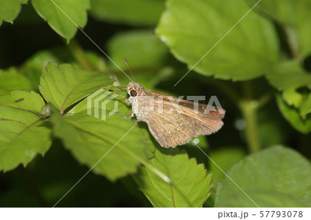 チャバネセセリ 57793078