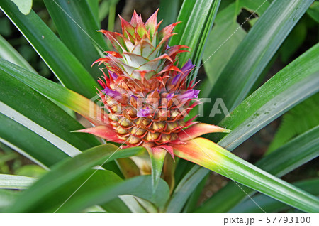 パイナップルの花 パイナップルの花 57793100