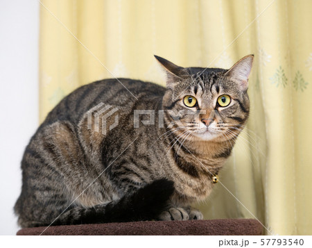キジトラ猫の写真素材 [57793540] - PIXTA
