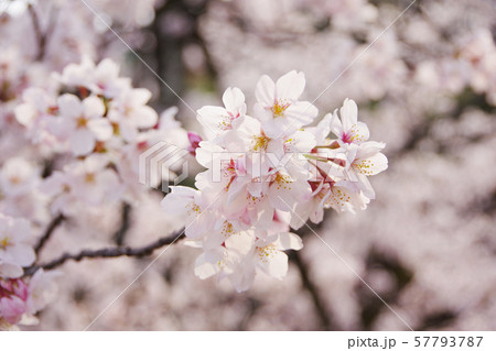 桜 そめいよしの さくら クローズアップ 桜 そめいよしの さくら クローズアップ 57793787
