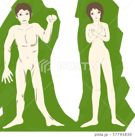 男女の体 57793830