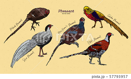 Pheasant  Collection, hand draw sketch vector. 57793957