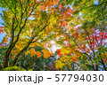 紅葉 57794030