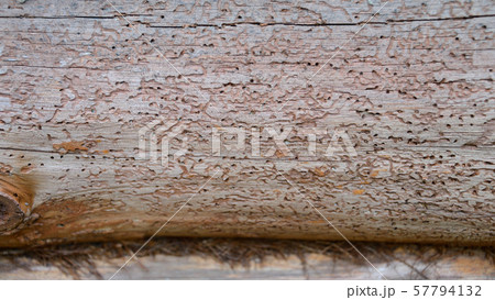 Traces of bark beetle on a tree Traces of bark beetle on a tree 57794132